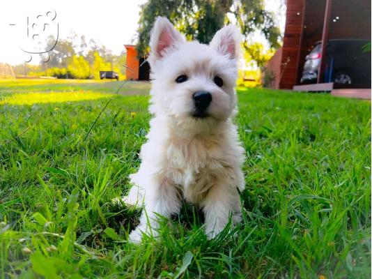 PoulaTo: Όμορφο West Highland Terrier